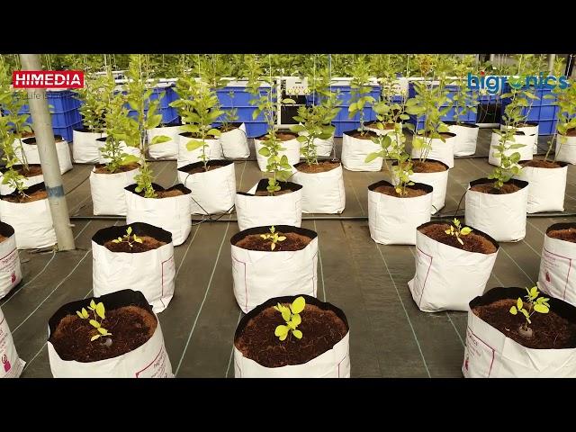 Himedia Labs - Need of Hydroponics Farming