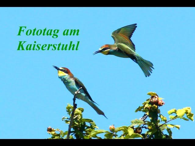 Ein heißer Fototag am Kaiserstuhl: Wildlife Photography, Eidechsen, Bienenfresser, andere Vögel