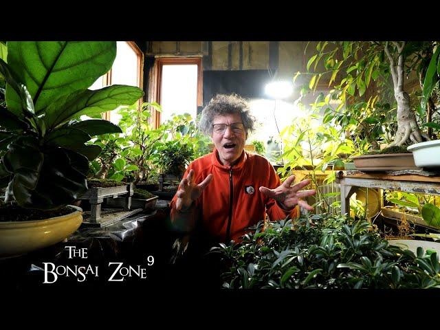 My Tropical Bonsai Updates, The Bonsai Zone, March 2022