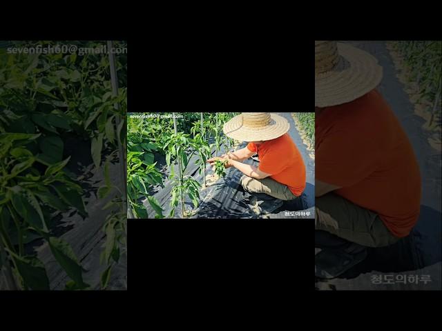 [1부] 지금부터 고추가 폭풍 성장할 것입니다!️ #고추재배 #텃밭농사 #고추농사 #다수확