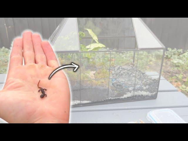 Mini Newt Terrarium (Vivarium)