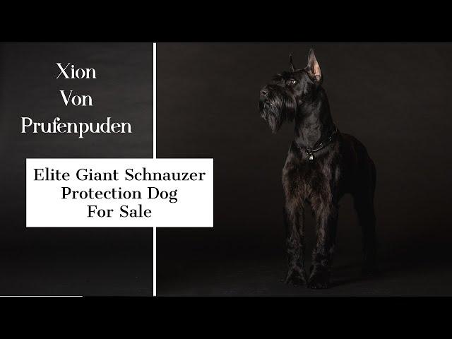 Elite Executive Level Family Protection Security Dog Giant Schnauzer "Xion von Prufenpuden" 2 Yrs