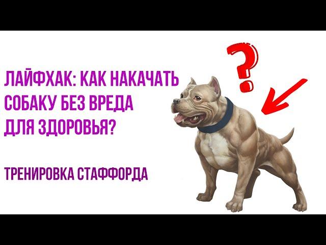 Как накачать мышцы собаке? Тренировка стаффорда без вреда для здоровья!