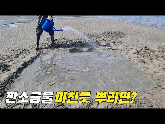 바닷물을 더 짜게 소금타서 뿌리면 어떻게 될까?! Spraying salt water on the mudflats