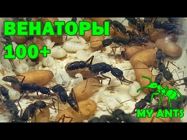 Harpegnathos venator colony, 100+ ants