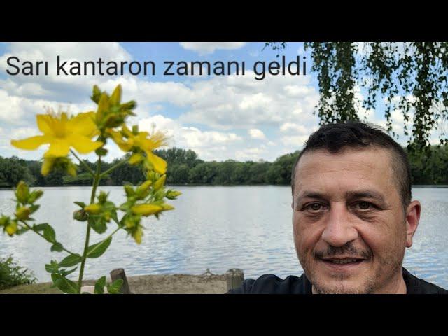 Sarı kantaron nasıl tanınır? Sarı kantaron yağı faydaları