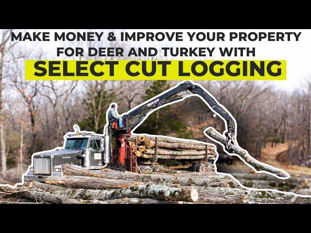 Improve Your Huntin Property With Logging and Get Paid!