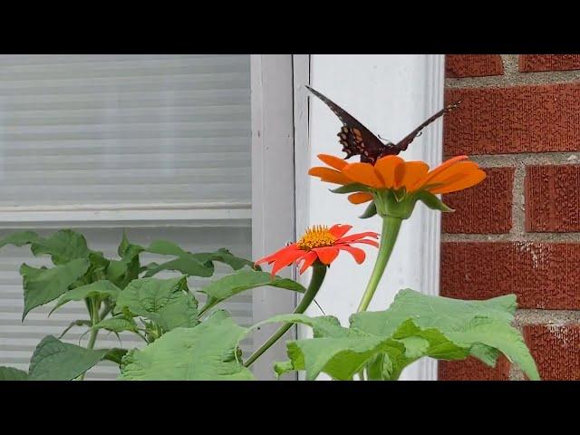 Mexican Sunflower Visitors: the Hummingbird, the Butterfly, and the Bumblebee