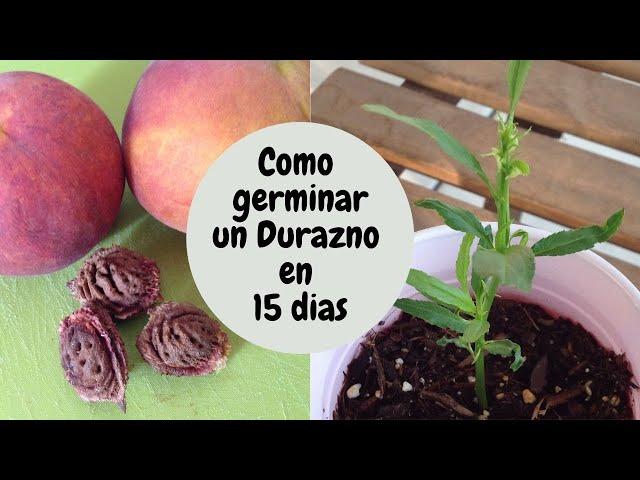 COMO GERMINAR UN DURAZNO EN 15 DIAS / How to germinate a peach tree from seed in 15 days