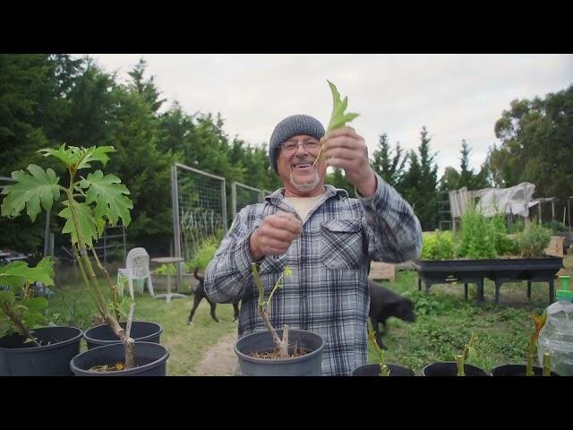 Taking Cuttings Of The Devil Plant