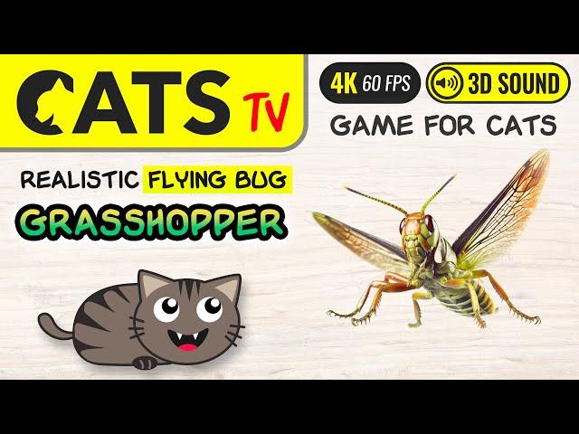 GAME FOR CATS - 3D flying bug 🪲 4K  60FPS [CAT TV]