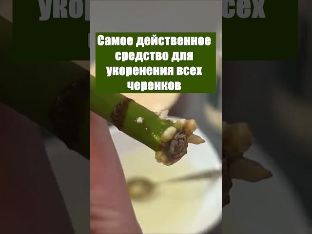 Самое действенное средство для укоренения всех черенков #огород #сад #цветы #дача