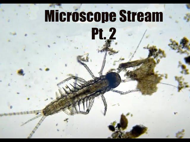 Microscope - Pond, Puddle and Lagoon