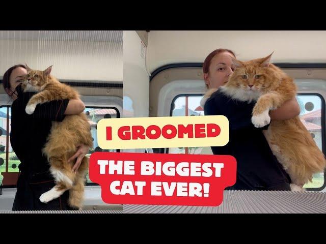 GROOMING THE BIGGEST CAT EVER- A MAINE COON