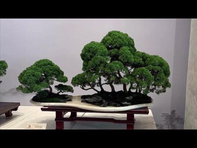 Bonsai & Penjing International Competition Beijing China 2019 Part 1