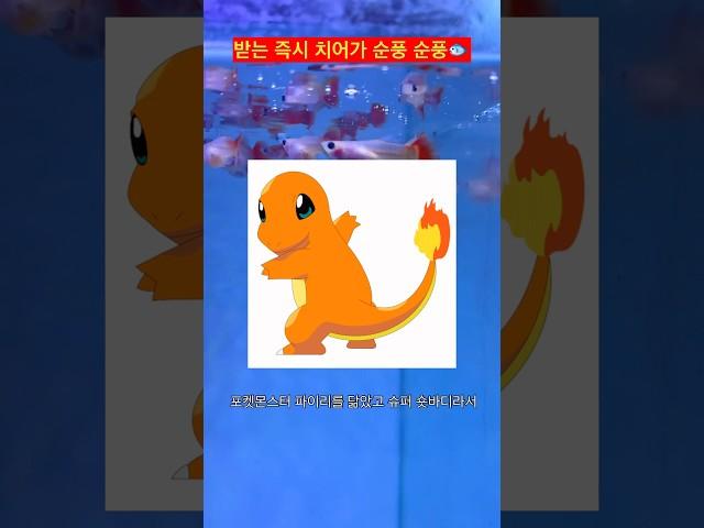 포켓몬스터를 똑 닮은 구피들️ 넘 귀엽다..#구피 #구피분양 #구피치어 #aquarium #물고기 #포켓몬