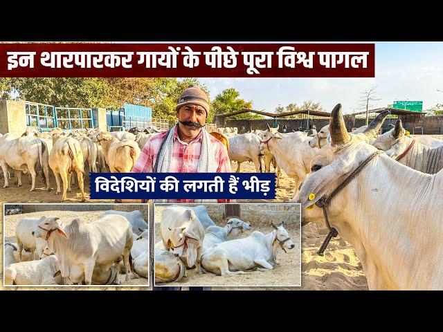 Full Video  Tharparkar cow Breeding Center Jodhpur  || Best dairy farm in India ||