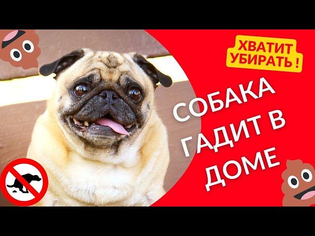 Как отучить собаку гадить дома?