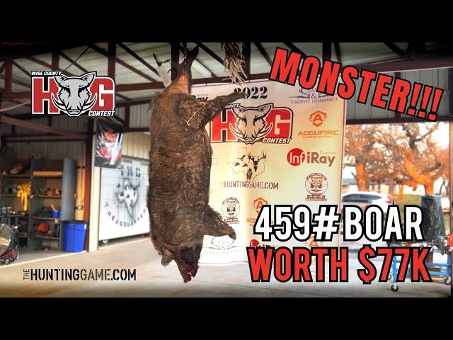 HUGE 459 lb Boar (Worth $77,000) | The Wise County Hog Contest (2022)