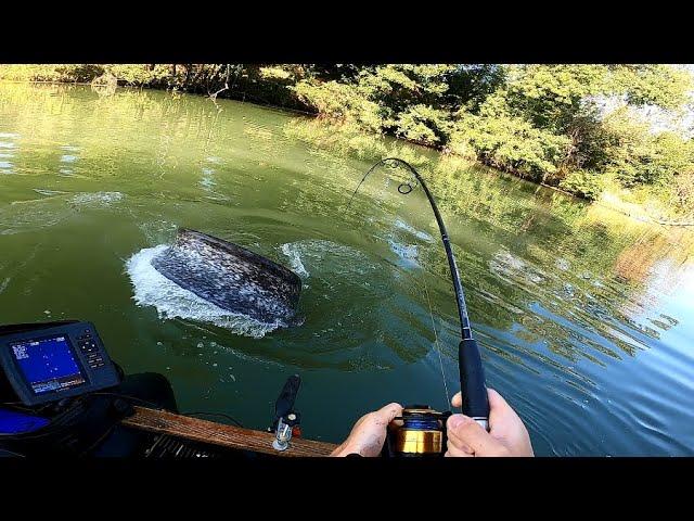 Incredible fight with a giant catfish!/ Monster fish from a small river!