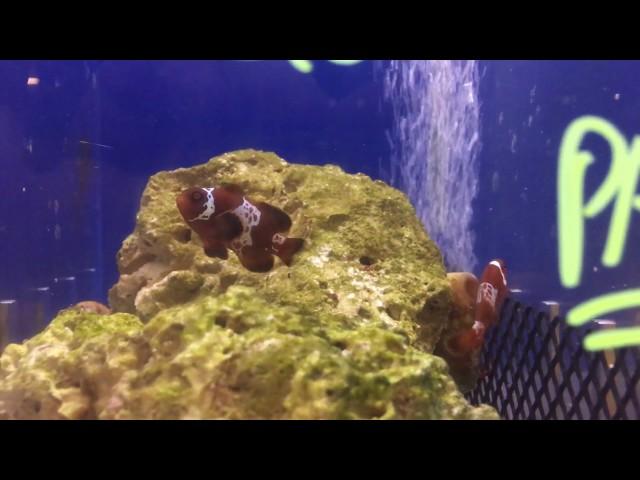 Sustainable Aquatics Extreme Maroon Lightning Clownfish Premium Bonded Pair