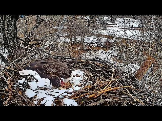 Xcel Energy Fort Saint Vrain Eagle Cam 09.11.2024