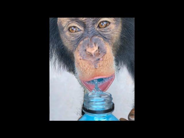 MONKEYS LOVE POWERADE ! 