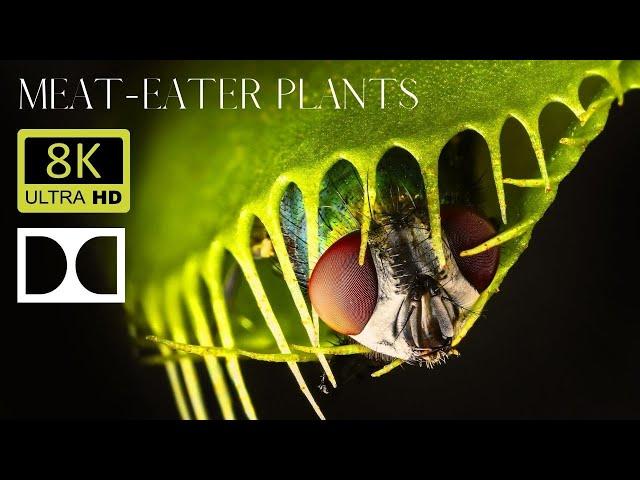 Insane plants eat animals 8K HDR - Carnivores plants in action