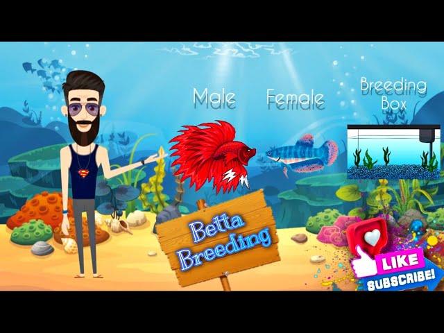 Betta Breeding-Short Animation |Fighter fish breeding