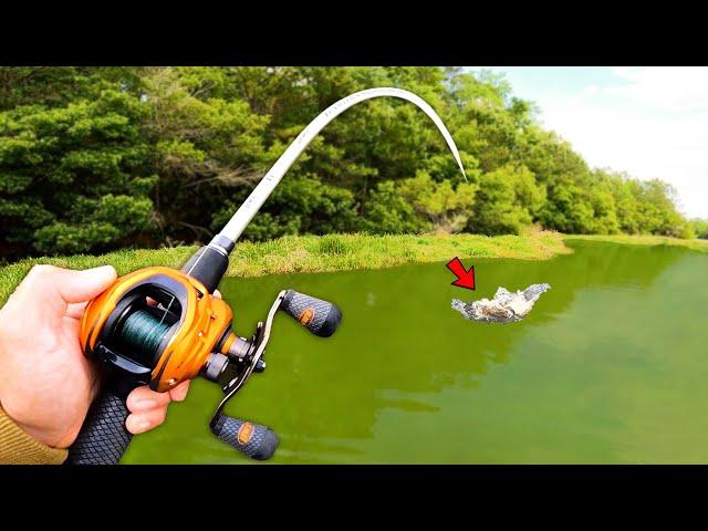 Fishing for 15lb Bass w/ Topwater in HIDDEN Trophy Pond!