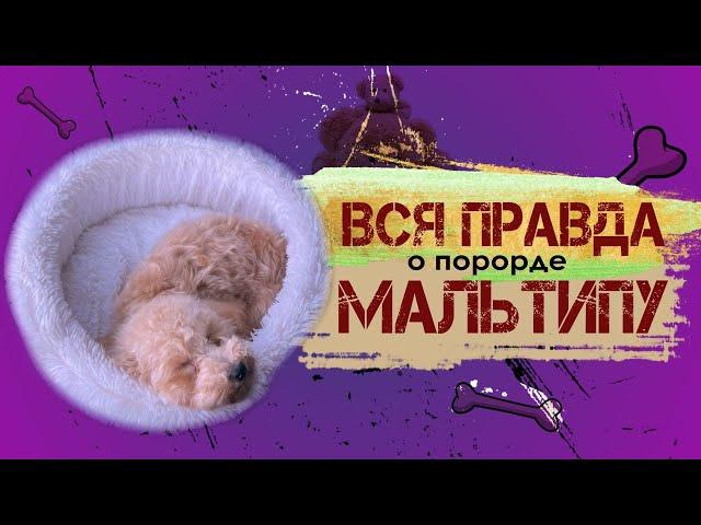 Вся правда о породе Мальтипу. Описание породы от кинолога.