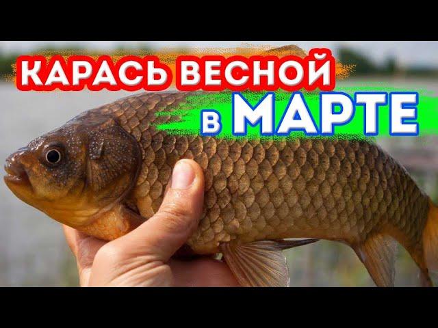 Ловля карася весной в марте. Где искать карася весной, как ловить карася, прикормка и приманки