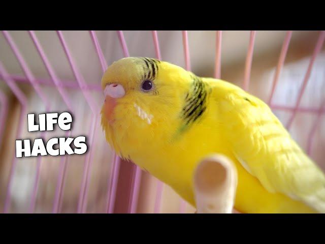 11 Life Hacks for Budgie Owners