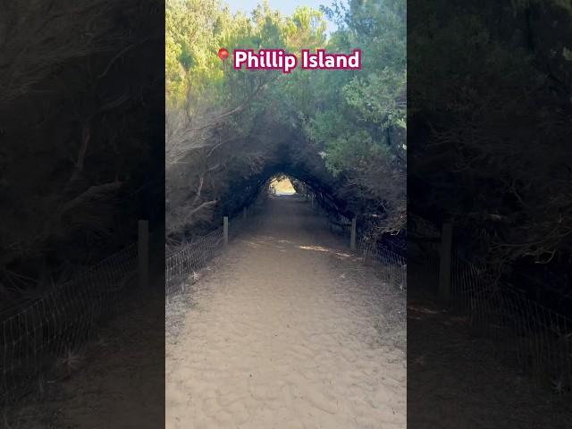 Philip Island #flynn #beach #walk #travel