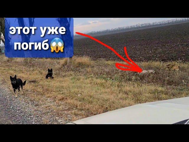 Выкинули 4 собак на мороз в поляодин уже погиб. Вы что НЕЛЮДИ творите?