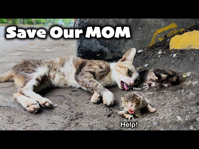 Heartwarming Rescue: Dying Cat and Kittens' Unbelievable Journey!