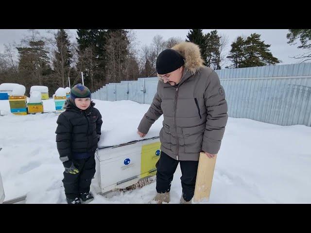  Что делать с подмором на снегу, рядом с ульями. При зимовке пчёл на воле 