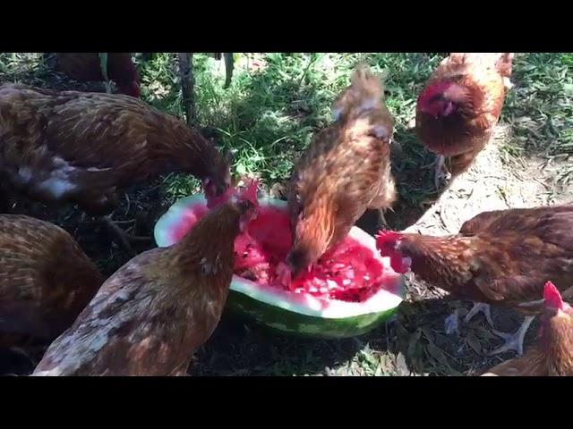 Gallinas comiendo sandia