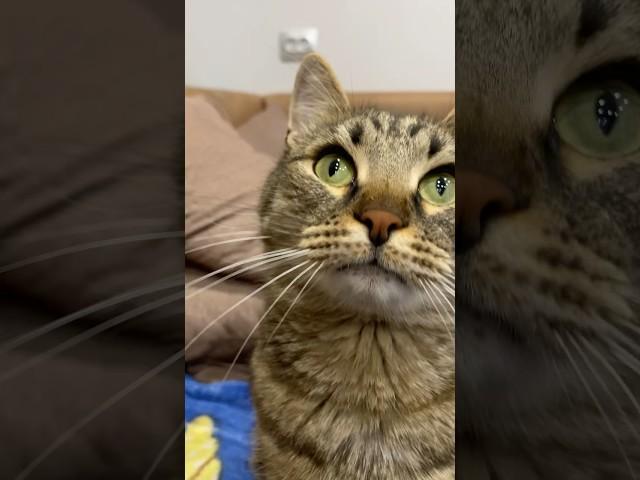 Мы приняли решение ‍️ #youtube #cat #веселыекоты #shortvideo #catlover #прикольныекоты #кот