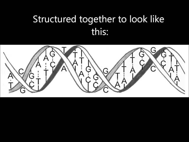 B5 Genes and DNA (by Sarah, Sameara and Rishika)