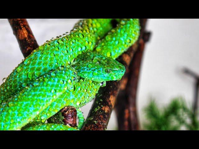 HUGE Eyelash VIPER COLLECTION !!!