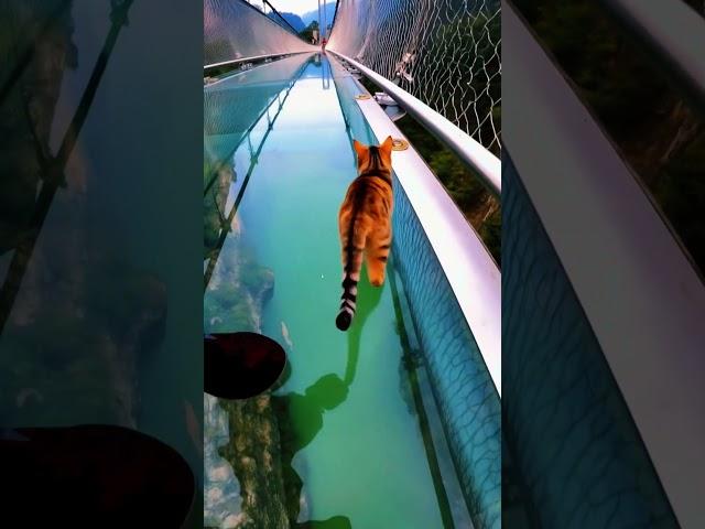 HEART STOPPING MOMENTS CATS LIVING ON THE EDGE!