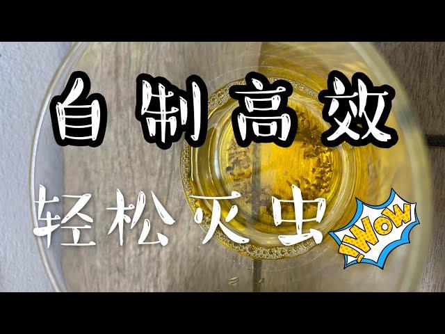 消灭果蝇 小飞虫 省钱 DIY 高效药水