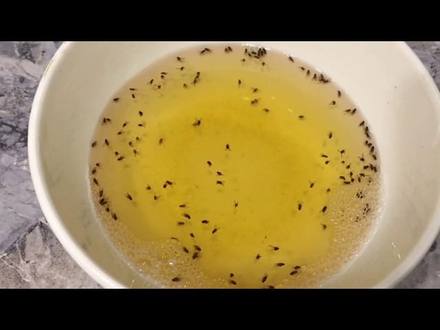 How to get rid of fruit flies in the kitchen | The tool works 100%