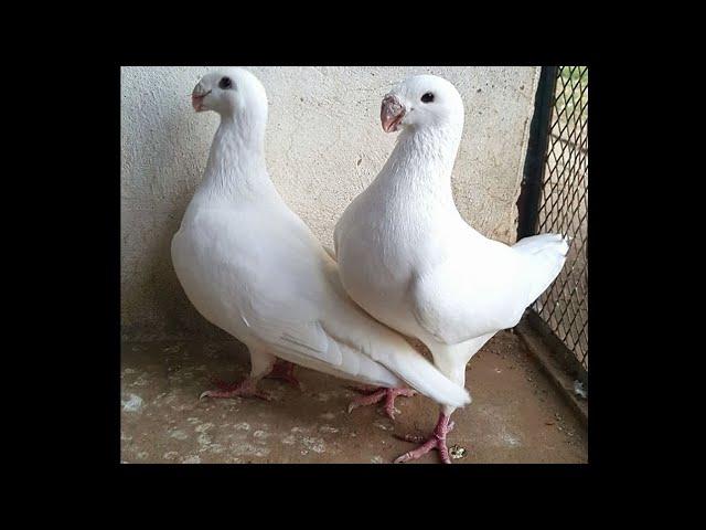 German Beauty Homer pigeons breeders - fancy pigeon breeds