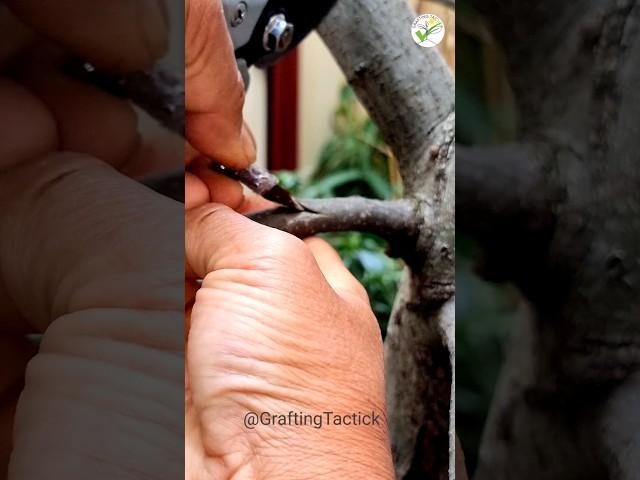 awesome grafting technology #graftingtactick #garden #plants #gardening #grafting #tree #fruits