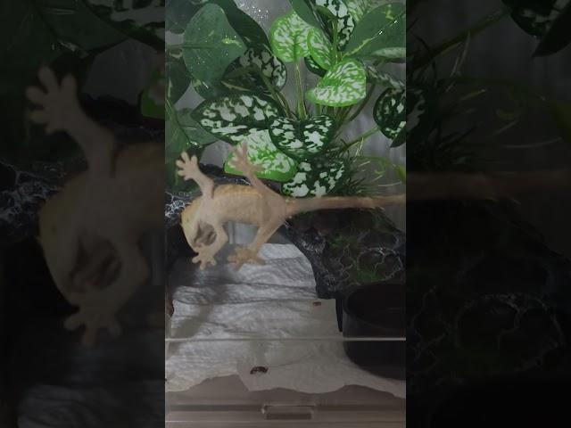 아메리카노는 수컷이다.살짝 거기가 튀어나와있다. 카노야 영상찍어서 미안~
