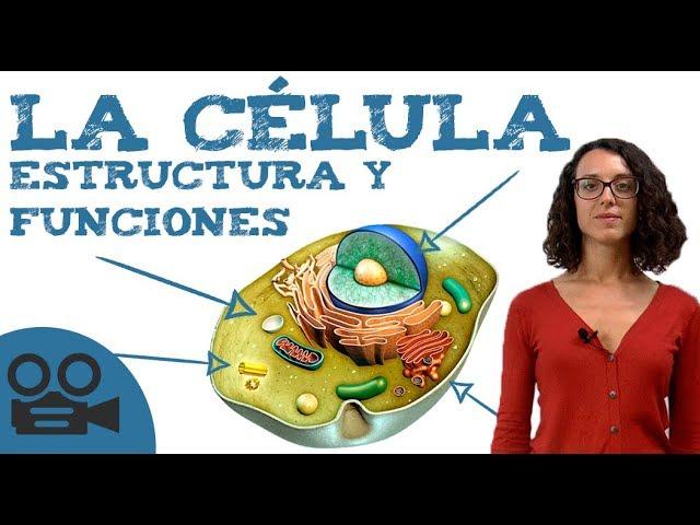 Qué es la célula: estructura y funciones