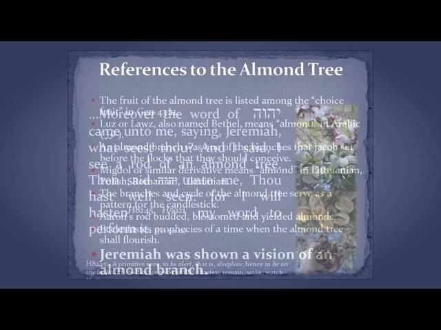 The Almond Tree--Part I--Cycles and Seasons