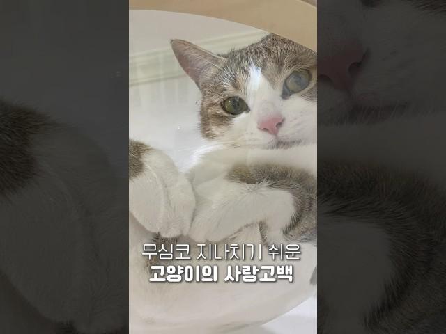 a lovely confession from a cat